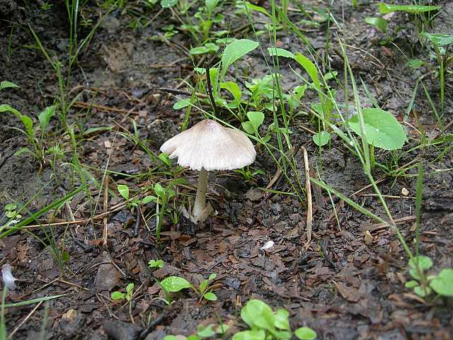 Volvariella spec.